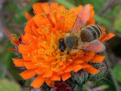 Bild: Biene auf Blume